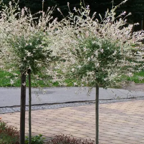 Šarenolisna kuglasta vrba Hakuro Nishiki