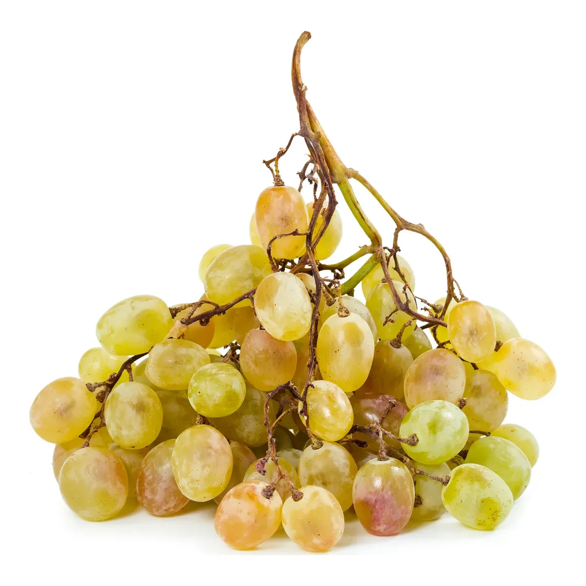 Plodovi: Vinova loza Kraljica vinograda
