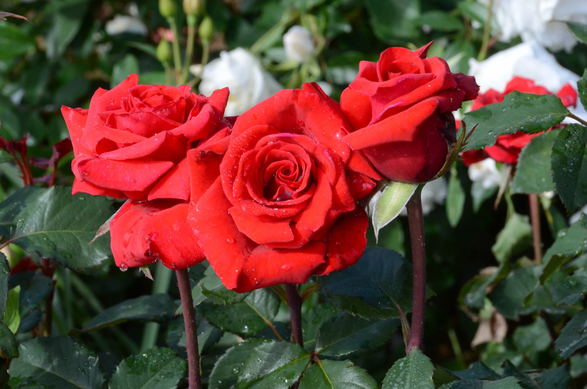 Red rose berlin